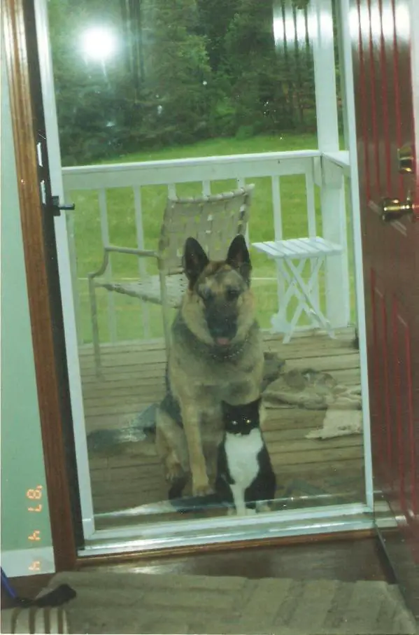 Odin's Thor Von Voelker