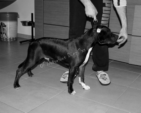 Jagger Twiggy of Notorious Dogzillas