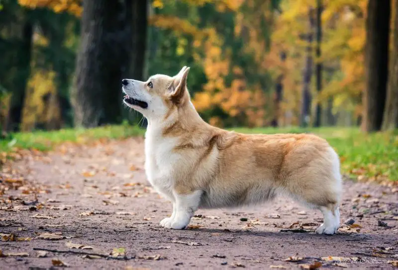 Mistycor Octavia Serendipity