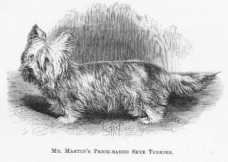 Mr. Martin's Prick-Eared Skye Terrier