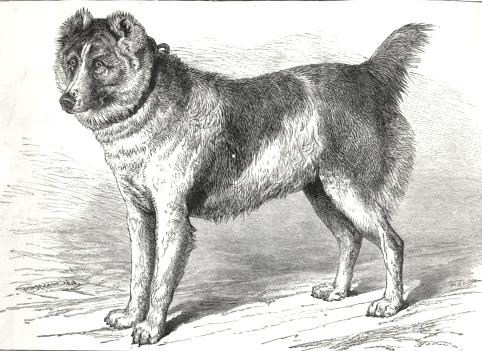 Shere Alli (c.1879) [Kuchi or Afghan Shepherd / Mastiff]