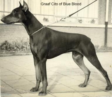 Graaf Cito of Blue Blood