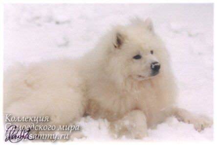 Classic Samojed Of Paradise Underground