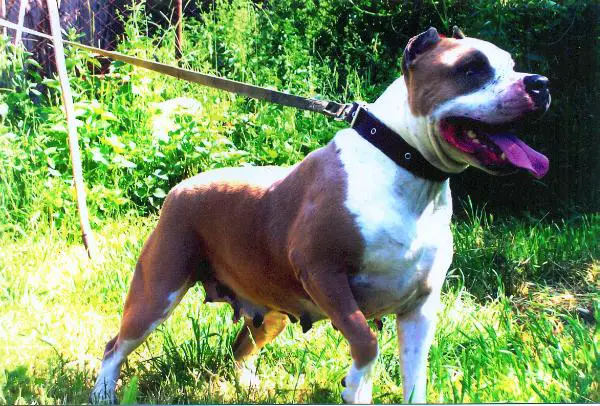 Eseniya Blue Super Star