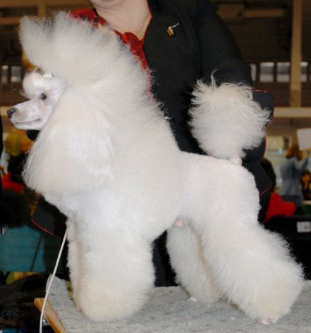 Finigan Snow Fin Taro Russky Dvor