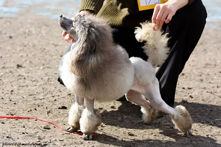 Magic Mystery Gothic Graphite