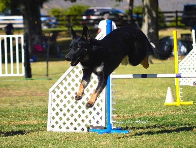 HC PACH PAM-G Rhea Vom Binderhaus