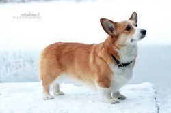 LTJCH, LTCH Witty Tootsie Medaus Lietus