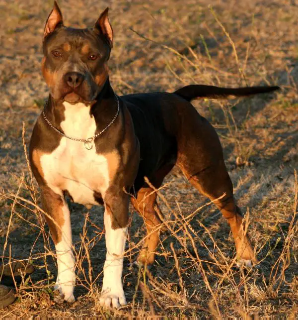 Malones Mighty Blue Pheonix