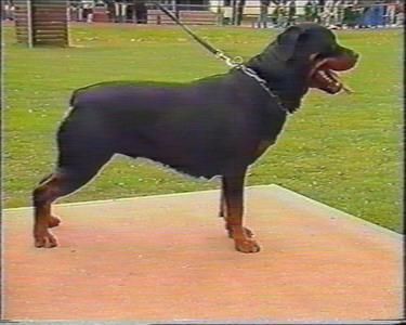 Flamme vom Klein-Vach