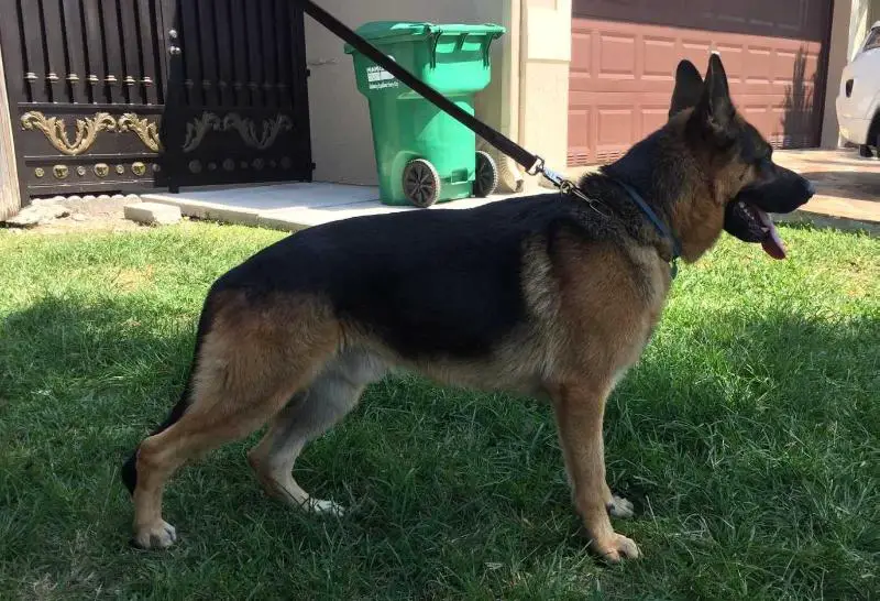 Rockie Knight Van Rossland