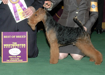 AMCH, BIS Bayleigh Shaireab´s Super Hero