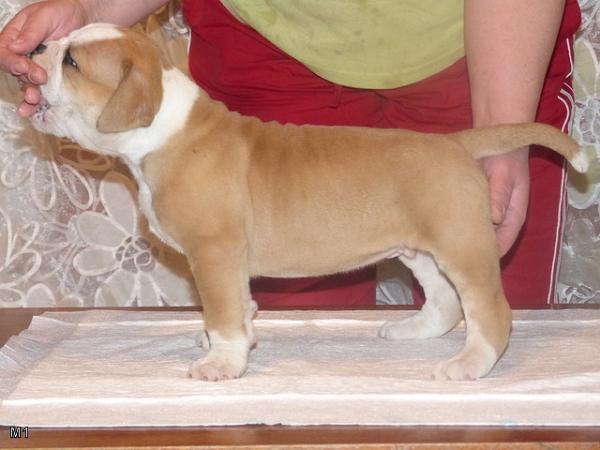 Antey Iz Moroznogo Doma