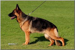 V Wudy vom Bad Wäldle