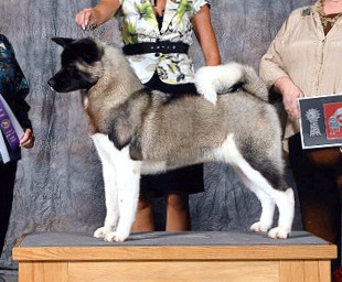 AKC GCH Dem-Be's Weep Your Eyes Out
