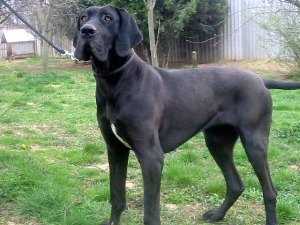 CH L&D Wagner Dog Carin