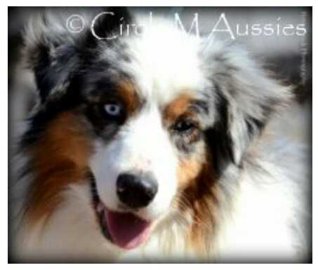 Steppin It Up Baylor of Circle M