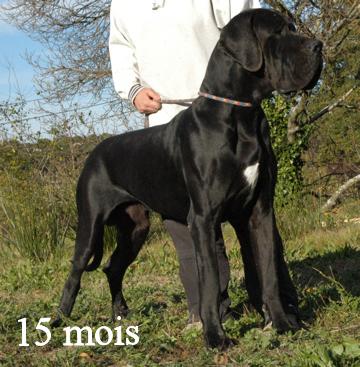 French Champion, CACSx3, CACIBx2 Erashad de la Benjamine