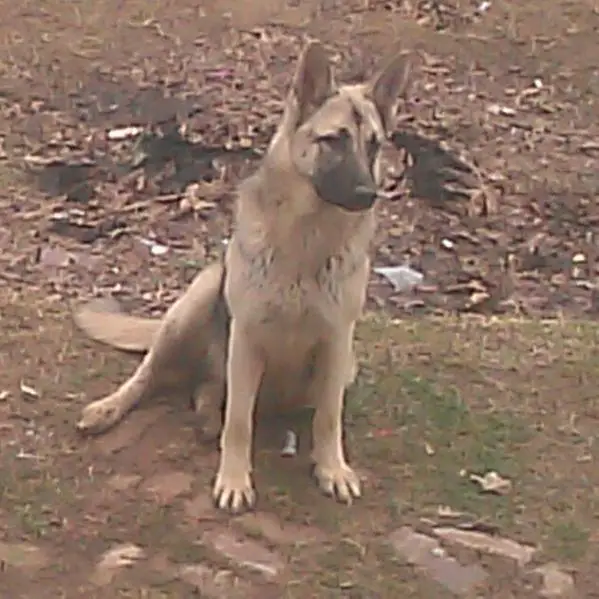 Las Aguila's Jetta Lee Von Deutscher