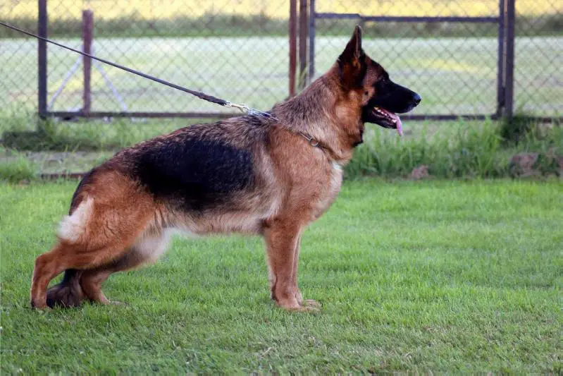 RUS J CH, RUS CH, RSLNO J CH Fiamma di Fosco Aidas