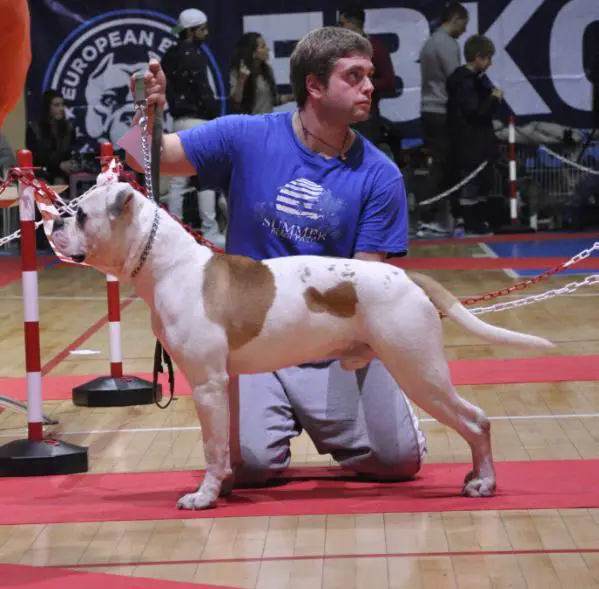 JR CH ABI Tuscia Bull's Attila of ODC