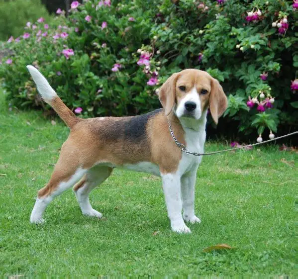 TKENN DEL CLAINES LUPE