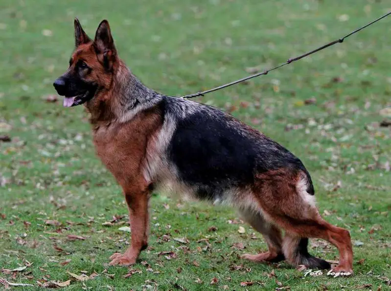 Sieger PL * BE 2015 DEVI Primo mio Grande