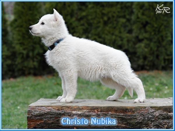 Christo Nubika