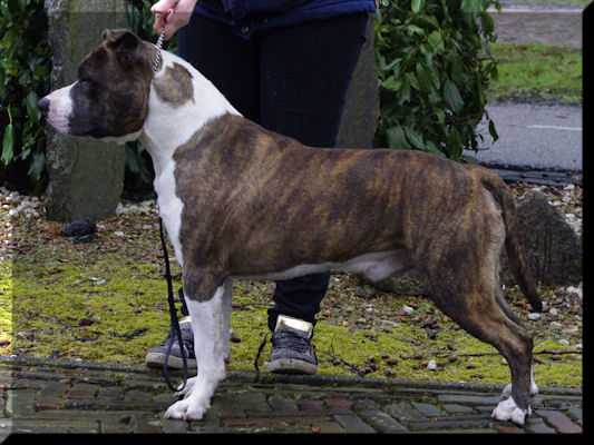 VDH JCH Blue Rising Star Jack Frost