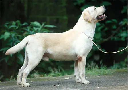 IND.CH /BPIS /BISBI Vidane’s silent night