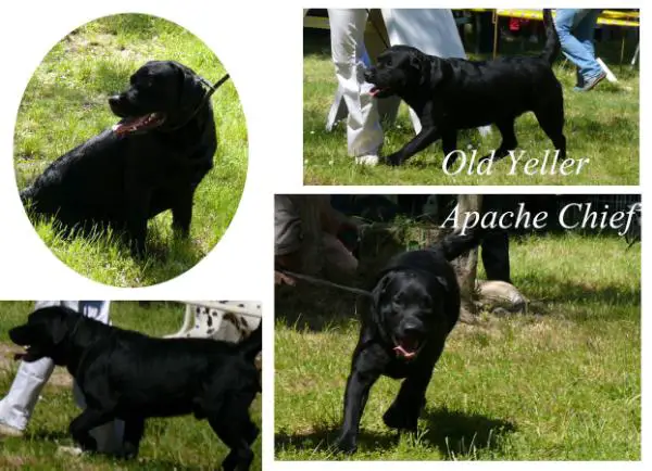 Old Yeller Apache Chief