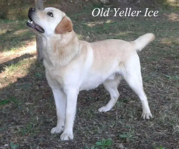 Old Yeller Ice