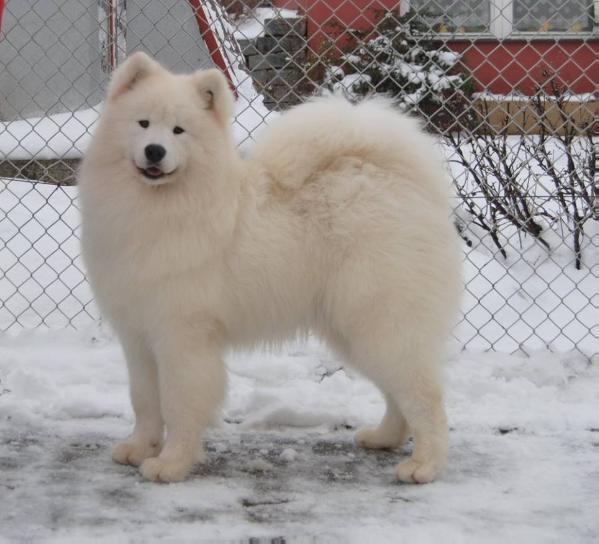 INTCH GCH MULTICH MULTIJCH Aklaro HEART BREAKER FOR ORLEANSNOW