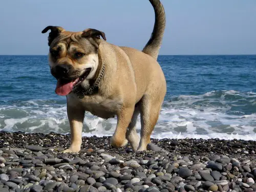 Dzhokonda Gaba-Stada