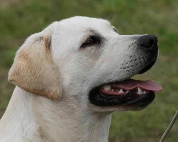 MULTI CH. SLO CH Anuedis Achtung Baby