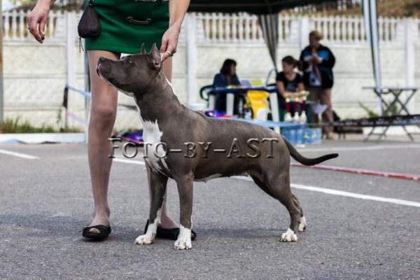 JCH RUS, CH RUS, RKF Zelya Shadow of my Heart