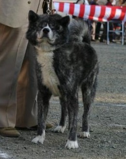 Dai Hakata Go Itoshima Mashimizu