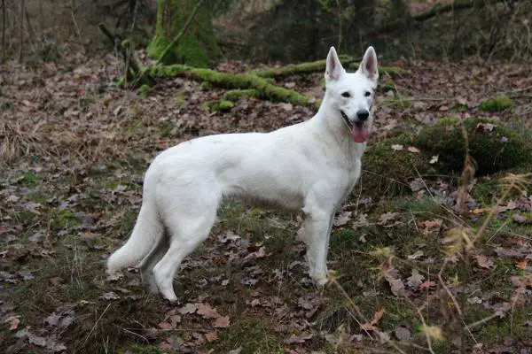 Princess Yasmin Jonah's White Joy