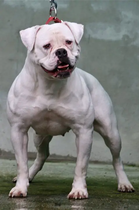 MBK's Sweeheart Duffy of Backyard