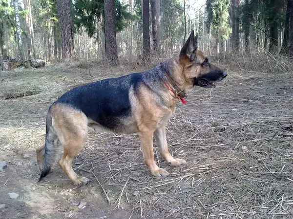 Farina Èjdos von Lorden Hius