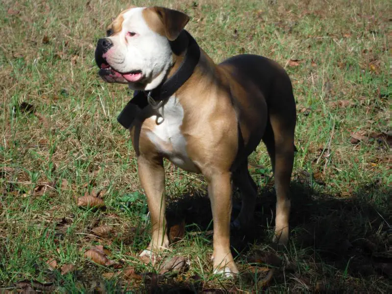 Strange's Dojah of Secrest's