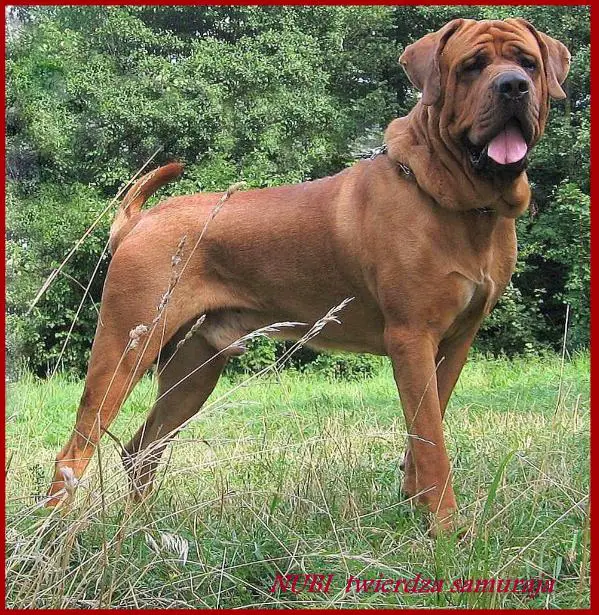 CH. PL, MŁ. CH. PL NUBI Twierdza Samuraja