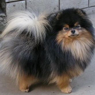 Angel Mayster Mister Iks