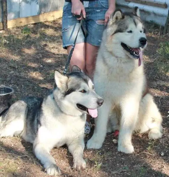 DOLLI VASILYEV OSTROV