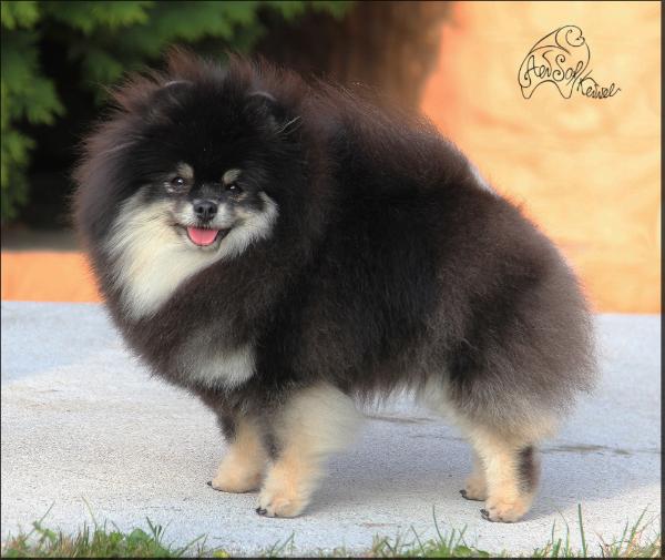 Royal Tee Andromeda Queen Aen Sof