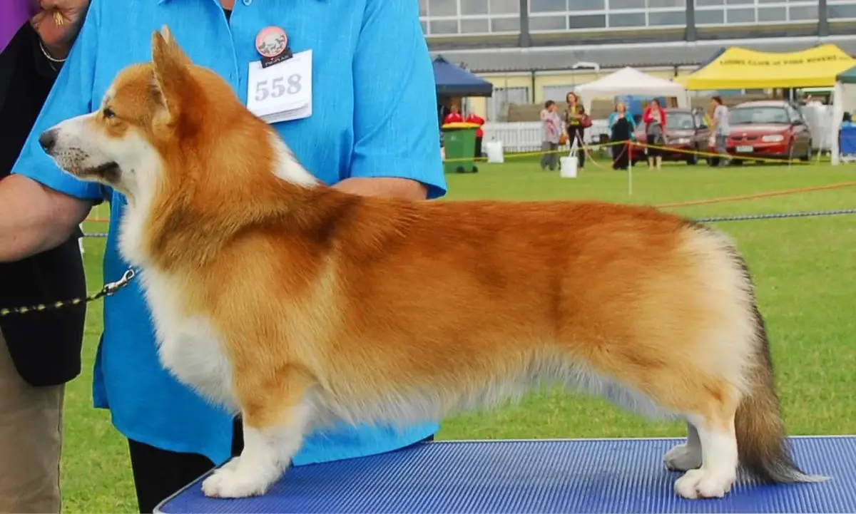 Cuuchin Champagne Charlie