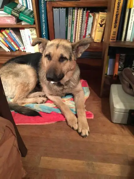 Boomer Der Zwei Maximus Currinius