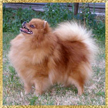 Delishes Viva Victoria