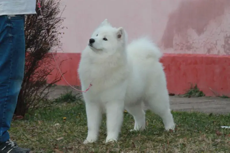 INT BIS BISS MULTI CH Samoyeds kennel for Love Magic Baby