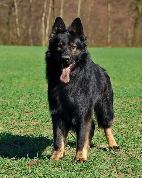 Condor vom Thostgrund